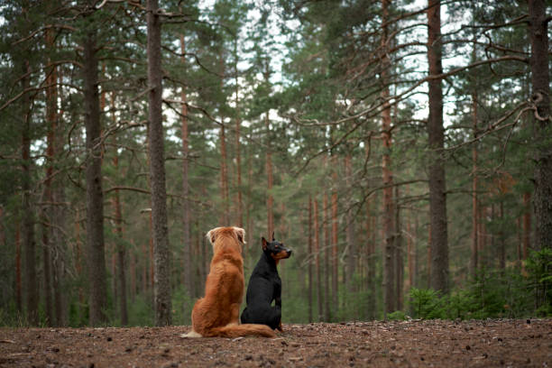 Nova Scotia Duck Tolling Retriever and Standard Pinscher sit side by side, gazing into the forest's depths, a symbol of friendship amidst wilderness.