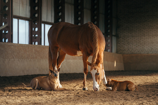 Chestnut horse stands over a lounging dogs in a stable, a moment of interspecies peace