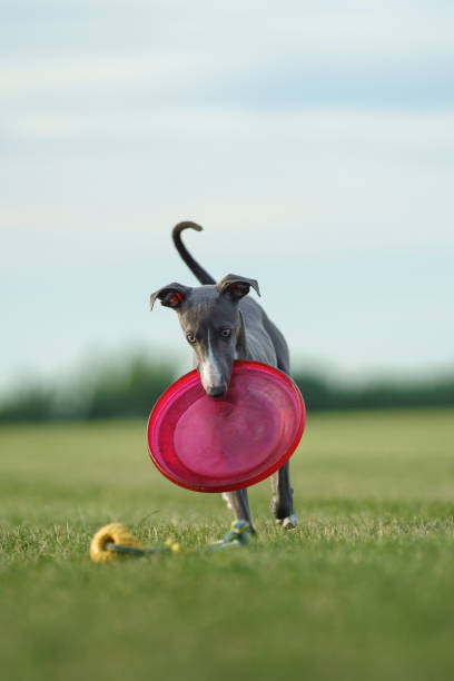 istock A sleek greyhound dog with a red disk in its mouth against a clear sky 1975090116