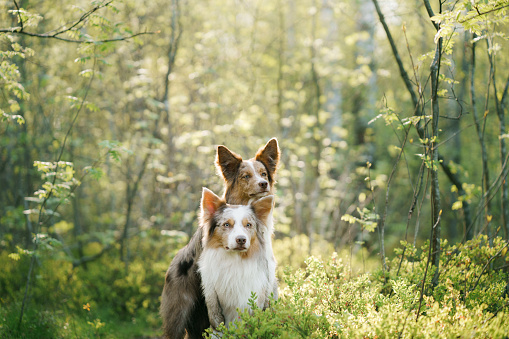 Two Border Collies dog pose in a forest, one behind the other, creating a charming scene