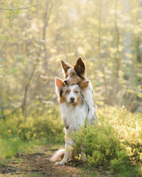 istock Two Border Collies dogs pose in a forest, one behind the other 1975092070