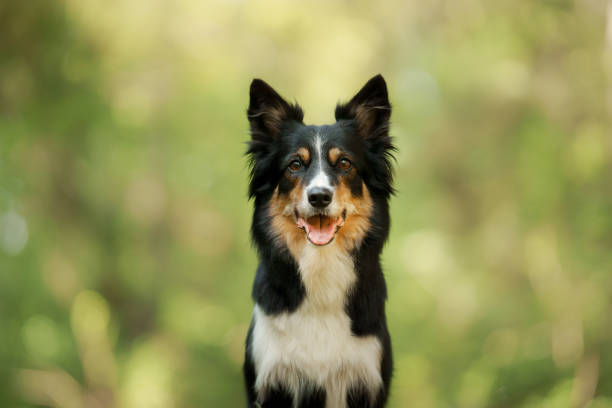 The meteorite border collie is running on the grass.play ball