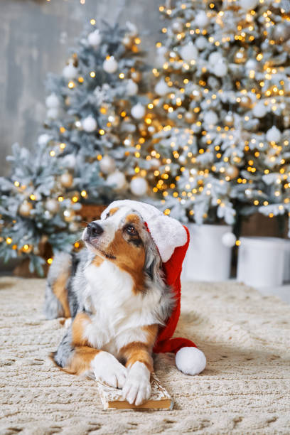 istock Dog and Christmas 1975094231