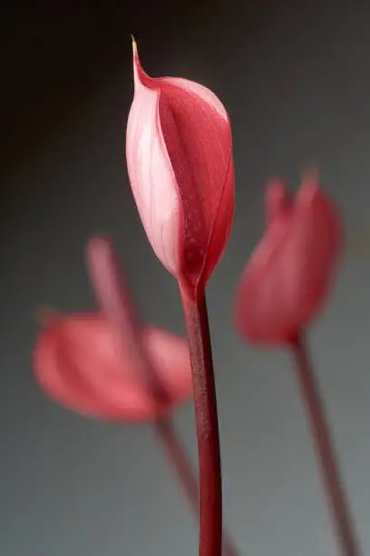 Photo of blooming anthurium flower isolated on dark