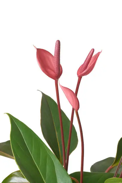 Photo of anthurium plant with pink flowers isolated