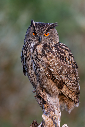 Daytime front view portrait of a single majestic Eurasian eagle-owl (Bubo Bubo)  sitting still on a bark and looking at the camera - green and brown autumn leaf colors defocussed in the background
