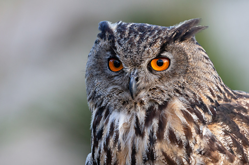 Great grey owl, Strix nebulosa, hidden of tree trunk in the winter forest, portrait with yellow eyes