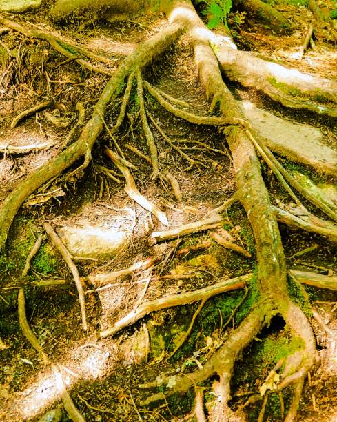 A web of big bare Roots crawling in the sun searching for food