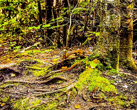 A red squirrel on the forest floor blending in the décor