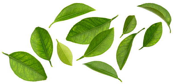 istock Falling citrus leaves isolated on white background 1975097972