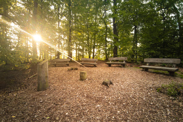 Light beams benches in a cemetery forest. Relatives of people buried there can sit together and organize a farewell ceremony. A