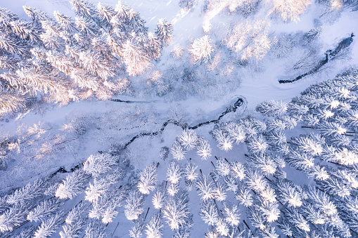 Air view shows snow covered forest. Fir trees from above. Light pastel tones are visible through the sun.