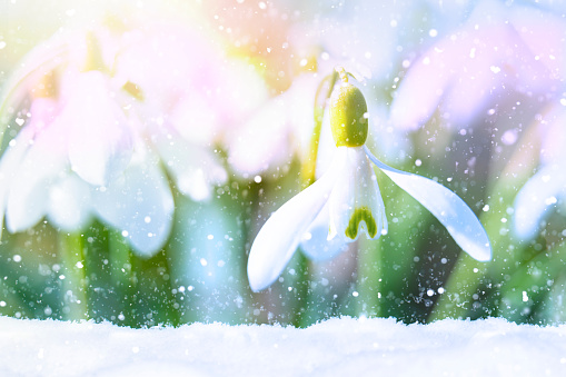 Macro shot of snowdrop - Galanthus Nivalis - in snow. It is snowing and there is powder snow in the foreground. First signs of spring in winter.