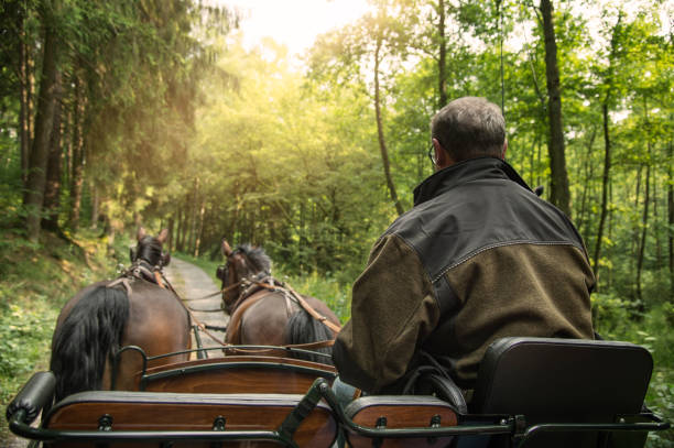 istock Man drives carriage in forest 1975107932