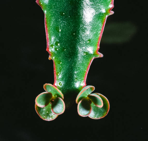 Bryophyllum sp. - young shoots on the tip of a leaf of a succulent plant Bryophyllum sp. - young shoots on the tip of a leaf of a succulent plant calanchoe stock pictures, royalty-free photos & images