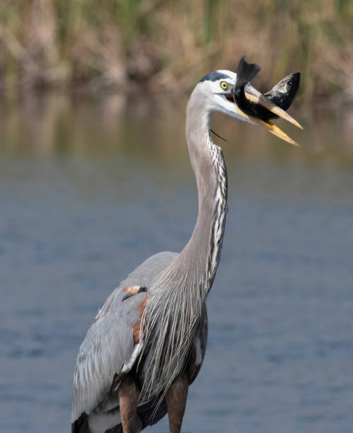 istock Great Blue Heron feeding with a fish caught in its beak 1975113249
