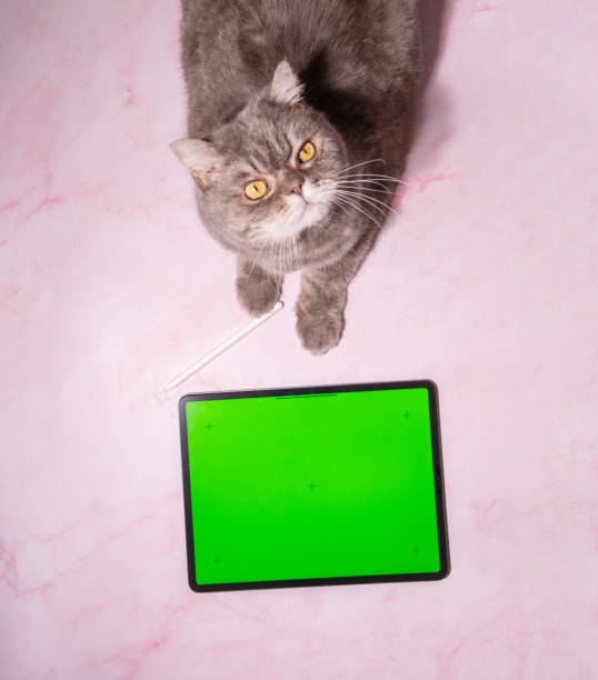 istock pet playing game on tablet with green screen,cat sitting on table next a tablet 1975114349