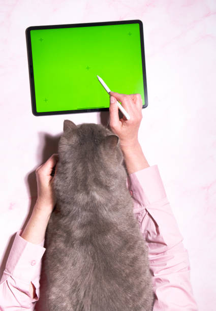 istock A gray cat sits on a pink marble table next to a tablet, top view, 1975114890