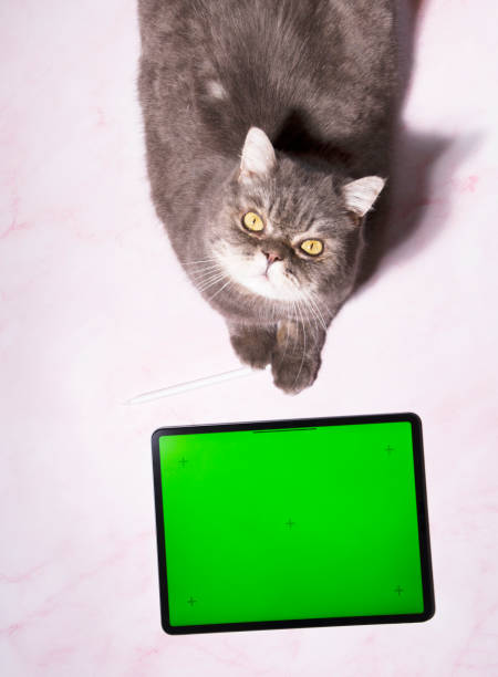 istock a cat sits on a table next to a tablet with green screen, a pet orders food 1975115436