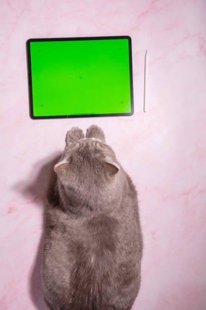 istock pet playing game on tablet with green screen,cat sitting on table next a tablet 1975115440
