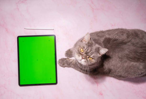 istock a cat sits on a table next to a tablet with green screen, a pet orders food 1975115460