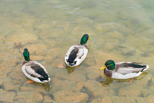 Ducks by the lake