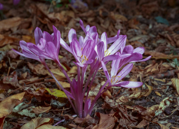 ephemeral flowers, primroses in the wild (colchicum autumnale), crocus blooming - colchicaceae fotografías e imágenes de stock