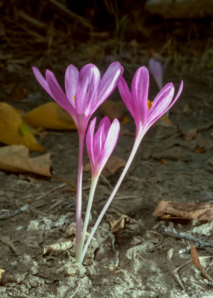 ephemeral flowers, primroses in the wild (colchicum autumnale), crocus blooming - colchicaceae fotografías e imágenes de stock