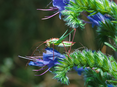 Young grasshopper on plants with flowers, southern Ukraine