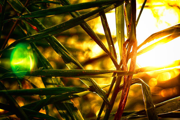 HDR Nature in Thailand