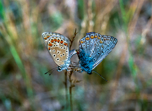 The common blue butterfly (Polyommatus icarus), butterflies mate clinging to a plant, southern Ukraine