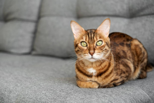 istock Bengal cat sits relaxed on the sofa at home. 1975127858