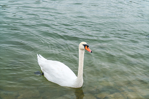 Full-body view of a hump swan (Lat: Cygnus olor) on the banks of the Lake Weissensee near the town of Füssen in Bavaria.