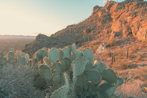 Pricky Pear Cactus - Gates Pass, Tucson Arizona