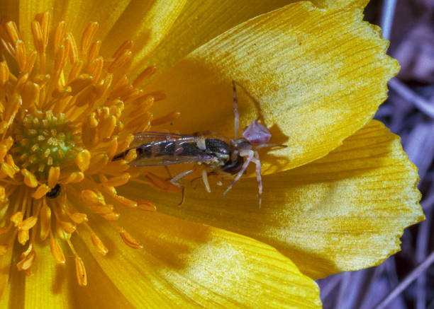 Yellow crab spider, Thomisus onustus