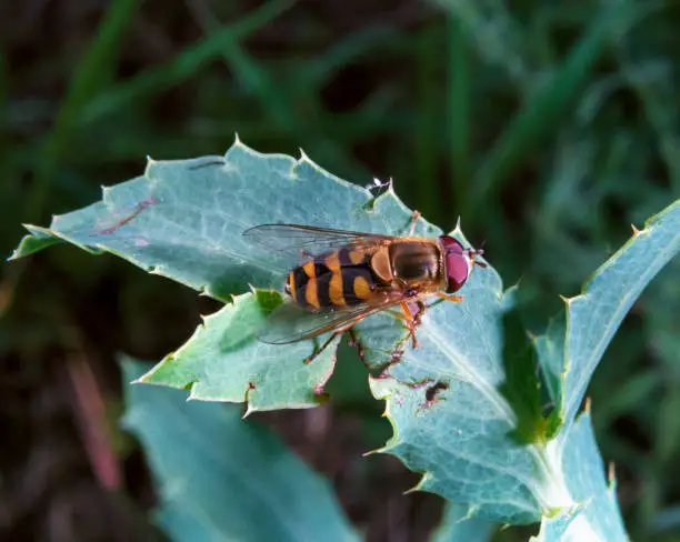 Hoverflies Syrphus sp., flower fly - a two-winged insect similar to a wasp, steppe of southern Ukraine