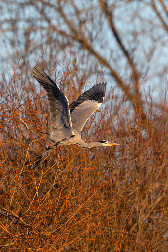 Wintertime side view close-up of a single Grey Heron (Ardea Cinerea) taking off from a tree with spread wings upwards
