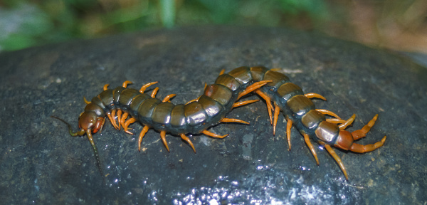 Large poisonous scolopendra living in the mountains of Karadag, Crimea