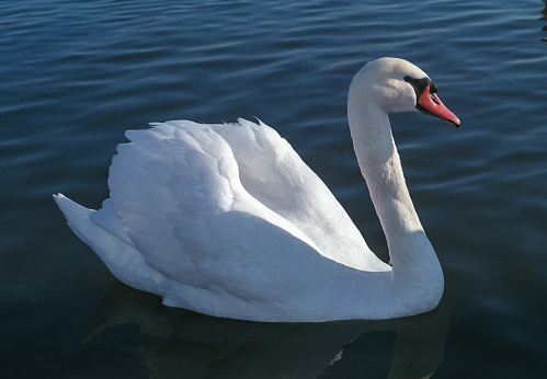 Daytime side view close-up in springtime of a mute swan (Cygnus Olor) lying in a ditch with its head tucked under a wing, trying to sleep but at the same time being alert - water is blue from reflection of the clear blue sky