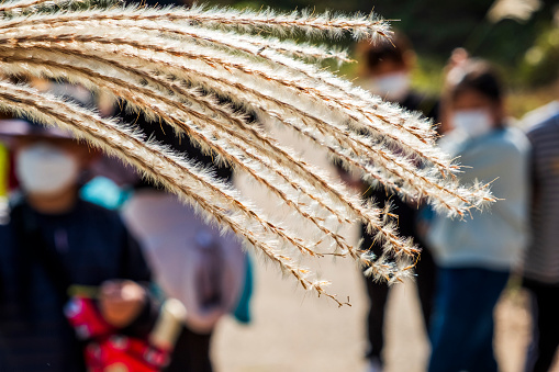 Scenery of Korean silver grass and children