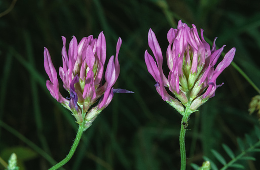 Astragalus sp. - inflorescence with purple flowers on a dark background, southern Ukraine