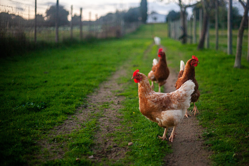 Happy chickens freely peck in the sunny pasture, depicting an authentic and sustainable country life.