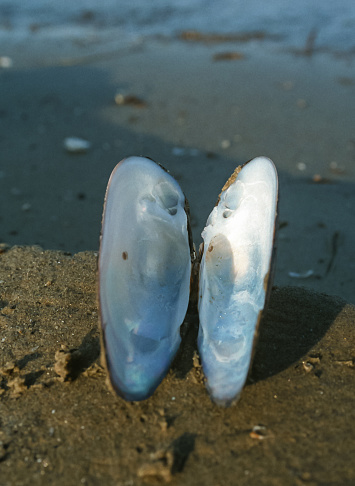 Unio pictorum, the painter's mussel, empty clam shell on the shore of the lake