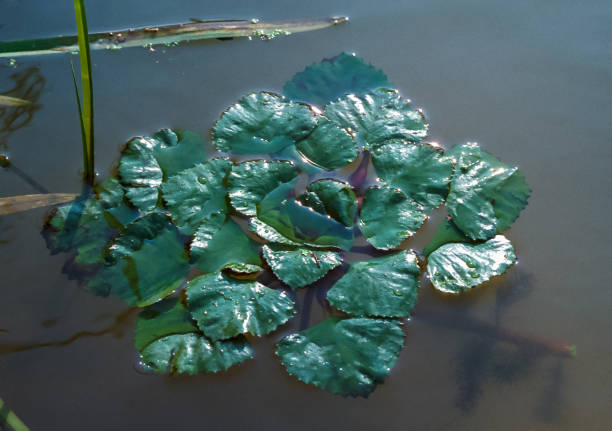 The water caltrop (Trapa natans, Trapa bicornis, Trapa rossica),  Danube River, southern Ukraine