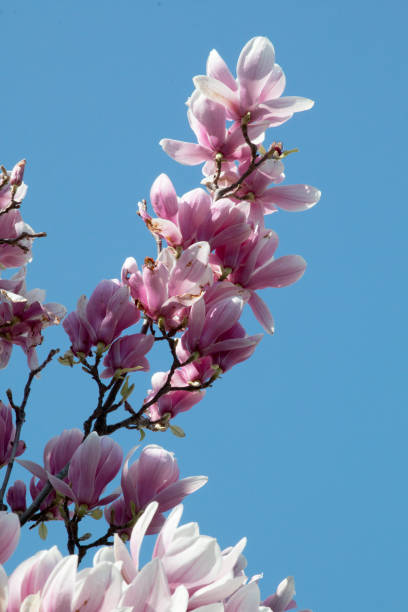 istock Magnolias in bloom 1975151532