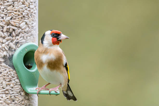 istock Goldfinch on Feeder Facing into Frame, North Devon, December 1975151560