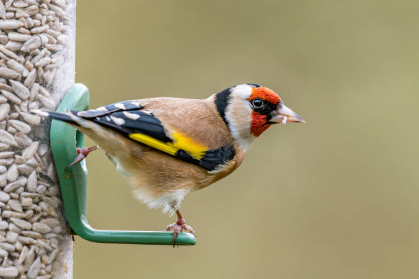istock Goldfinch Perched on Bird Feeder with Sunflower Seed Hearts 1975153656