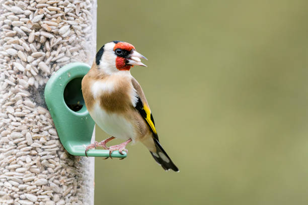istock Goldfinch Feeding on Sunflower Seed Heart with Copyspace 1975155219