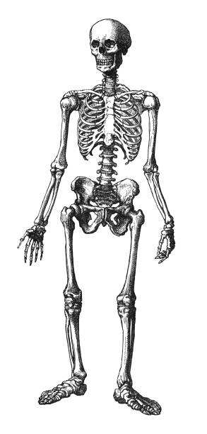 Human skeleton - Vintage engraved illustration isolated on white background Vintage engraved illustration isolated on white background - Human skeleton drawing of rib cage anatomy stock illustrations