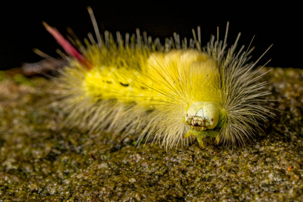 pale tussock moth caterpillar close-up: captivating eyes and intricate details - rups van de meriansborstel stockfoto's en -beelden